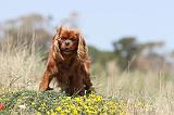 CAVALIER KING CHARLES 088